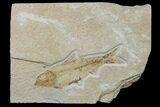 Fossil Fish (Knightia) - Wyoming #159535-1
